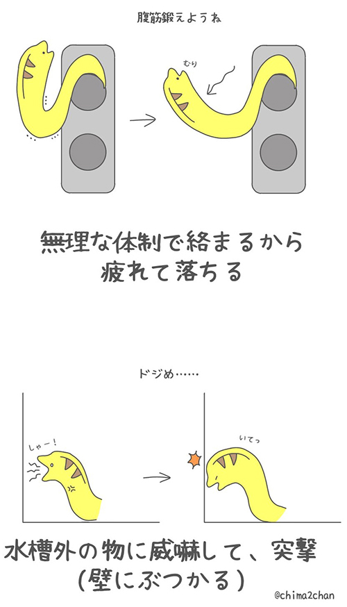 腹筋と突撃するウツボさん