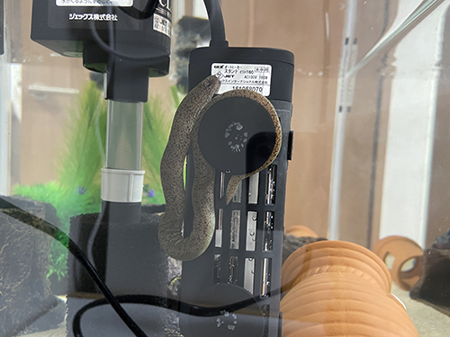 ヒーターに絡まるウツボさん