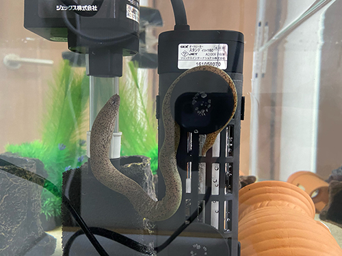 落ちゆくウツボさん