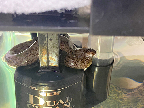 水中にいないウツボさん