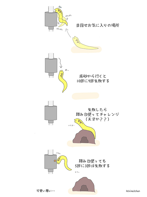 チャレンジウツボさん