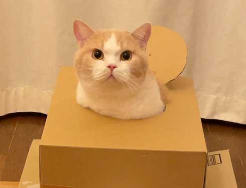 にゃんこ大戦争 猫 戦車 ダンボール みかんとじろうさんち