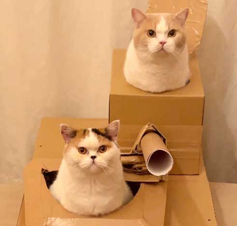 にゃんこ大戦争 猫 戦車 ダンボール みかんとじろうさんち
