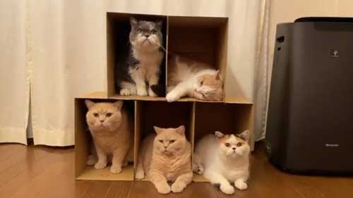 にゃんこ大戦争 猫 戦車 ダンボール みかんとじろうさんち