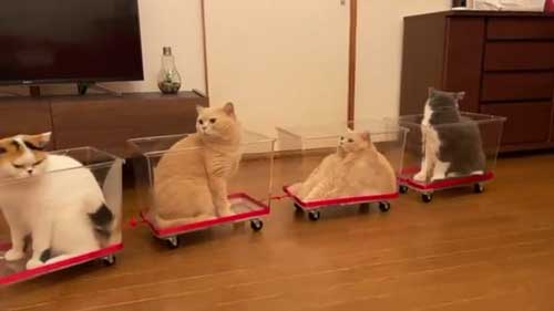 にゃんこ大戦争 猫 戦車 ダンボール みかんとじろうさんち