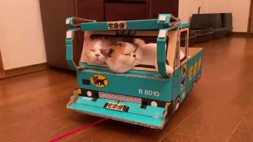 にゃんこ大戦争 猫 戦車 ダンボール みかんとじろうさんち