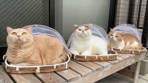 にゃんこ大戦争 猫 戦車 ダンボール みかんとじろうさんち