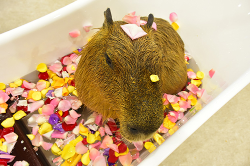 お花風呂カピバラ