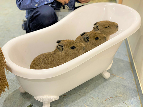 バスタブに入った赤ちゃん3匹