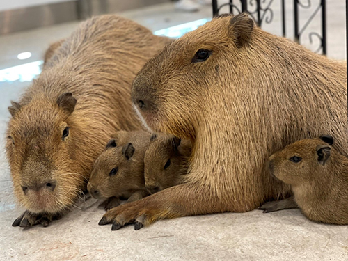 両親と赤ちゃん