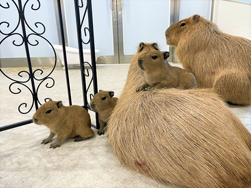 背中に乗る赤ちゃん