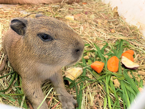 青草と赤ちゃん