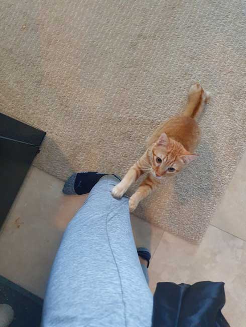 猫 留守番 甘える べったり 飼い主 外出