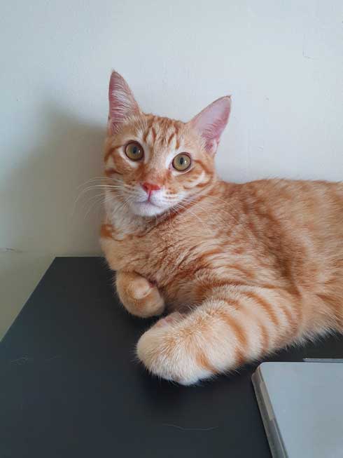 猫 留守番 甘える べったり 飼い主 外出