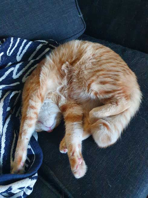 猫 留守番 甘える べったり 飼い主 外出