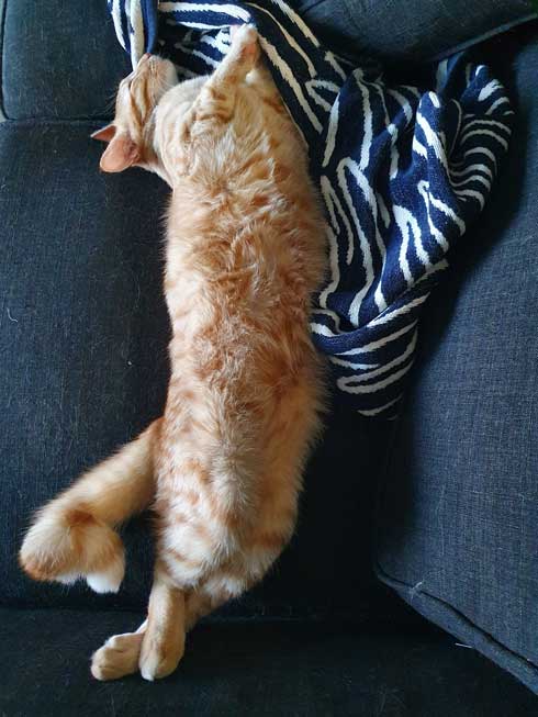 猫 留守番 甘える べったり 飼い主 外出