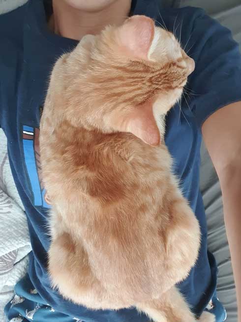 猫 留守番 甘える べったり 飼い主 外出