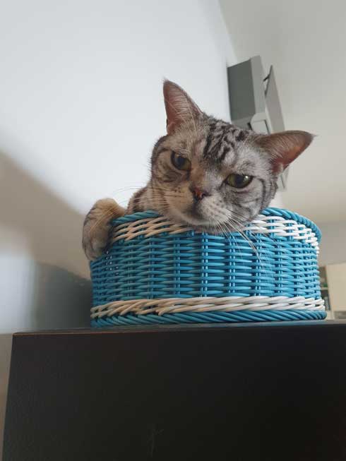 猫 留守番 甘える べったり 飼い主 外出