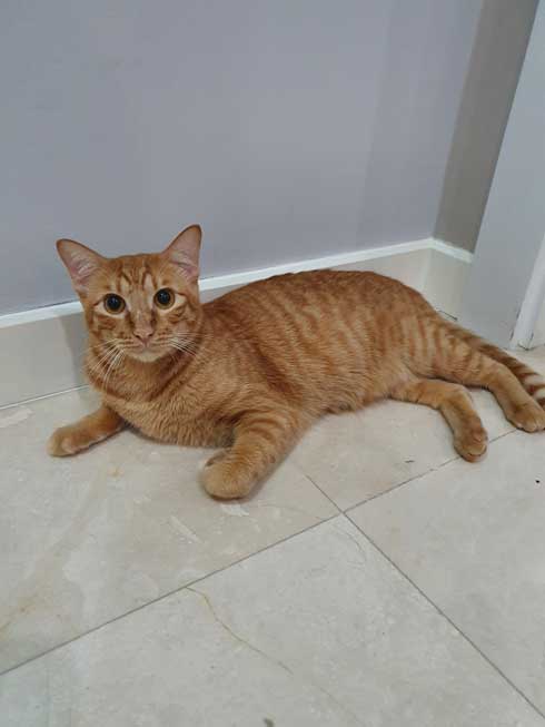 猫 留守番 甘える べったり 飼い主 外出