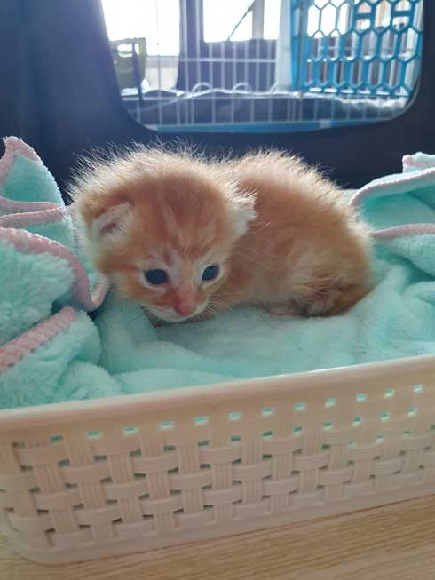 猫 留守番 甘える べったり 飼い主 外出