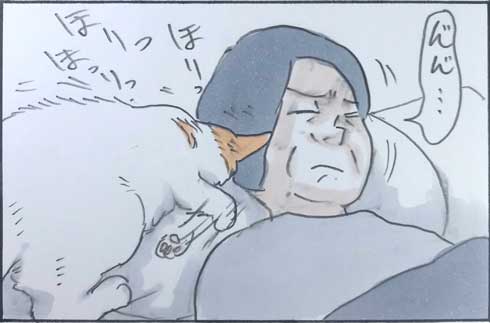 猫 力技 ベッド 枕 占拠 添い寝 あるある 漫画 にごたろ
