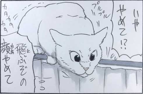猫 あるある 漫画 にごたろ 拾い猫のモチャ