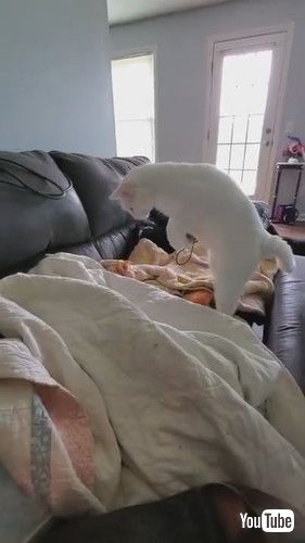 「Cat Hits Dog Sleeping Under Blanket - 1240312」