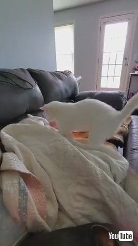 「Cat Hits Dog Sleeping Under Blanket - 1240312」