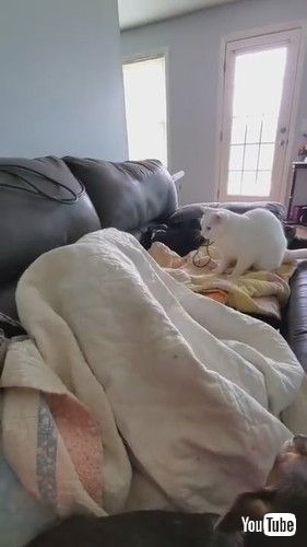 「Cat Hits Dog Sleeping Under Blanket - 1240312」