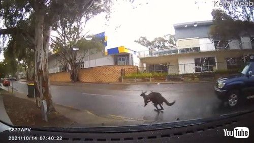 「Kangaroo Slides Out in Front of Car Surprising Woman || ViralHog」