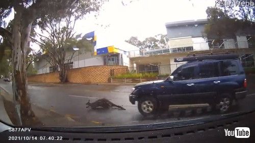 「Kangaroo Slides Out in Front of Car Surprising Woman || ViralHog」