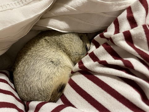 リチャードソンジリス