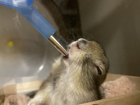 リチャードソンジリス