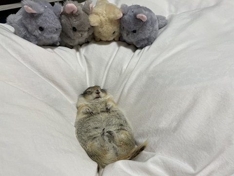 リチャードソンジリス