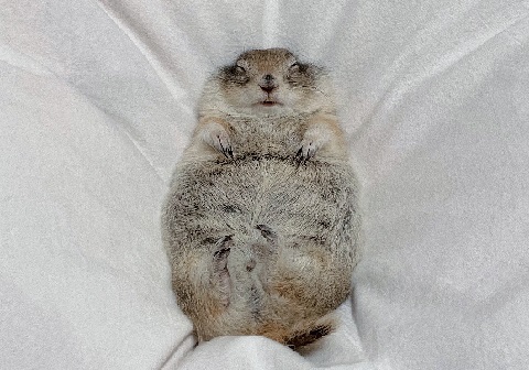 リチャードソンジリス