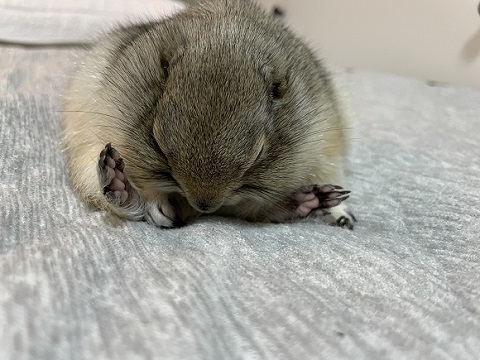 リチャードソンジリス