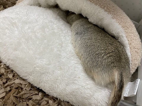 リチャードソンジリス