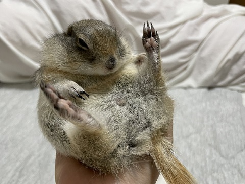 リチャードソンジリス