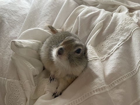 リチャードソンジリス