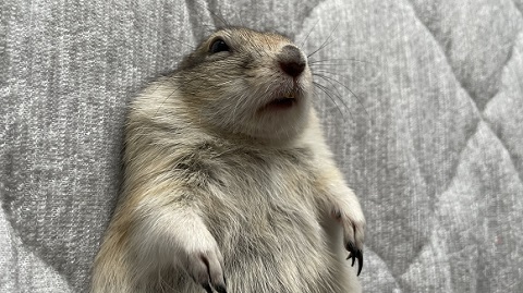 リチャードソンジリス