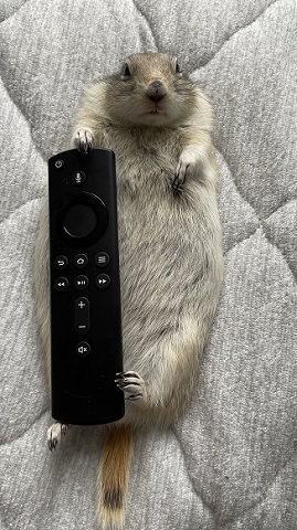 リチャードソンジリス