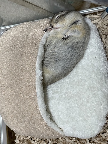 リチャードソンジリス