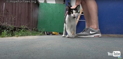 前足をケガした猫