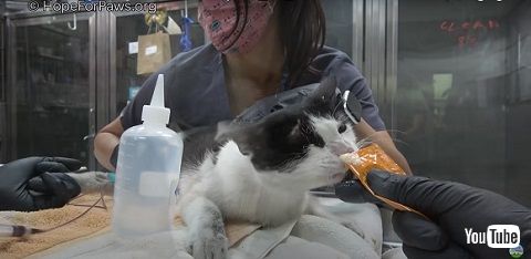 前足をケガした猫