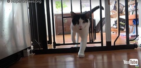 前足をケガした猫