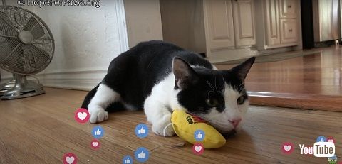 前足をケガした猫