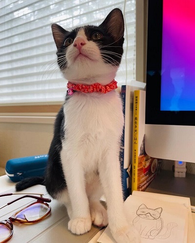 先住犬と保護子猫