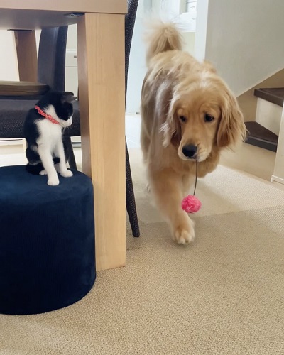 先住犬と保護子猫