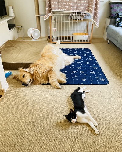 先住犬と保護子猫