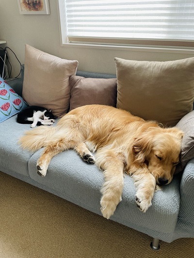 先住犬と保護子猫